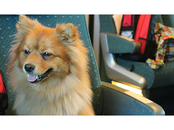 Want To Travel With Your Dog In Indian Railways Want To Travel With Your Dog In Indian Railways