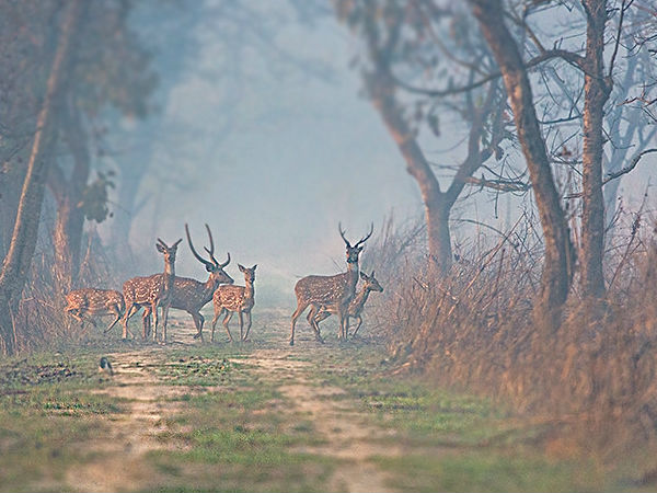 जंगल सफारी का ले मजा