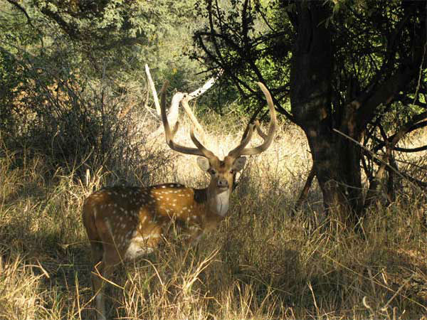 कब आयें कुम्भलगढ़ वाइल्डलाइफ सेंचुरी