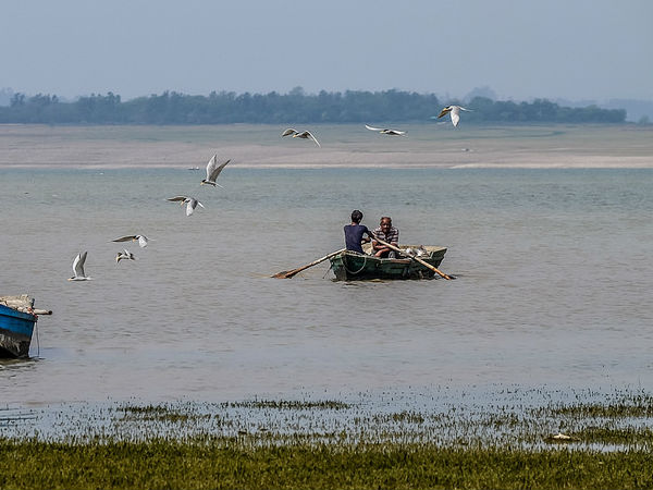 प्रवासी पक्षियों को निहारे