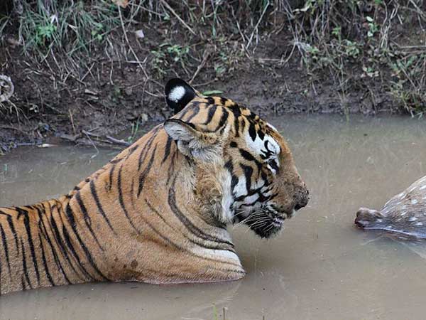 2- बांदीपुर टाइगर रिज़र्व