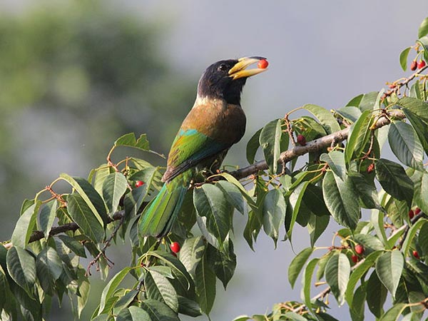 वन्य जीव अभयारण्य