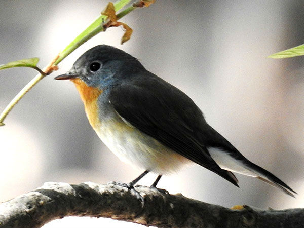 कुम्भलगढ़ वाइल्डलाइफ सेंचुरी