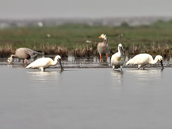 नालाबान द्वीप वन्यजीव