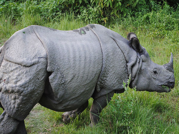 एक सिंग वाला गेंडा