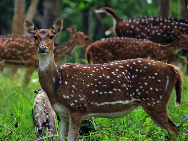 सेमरसोत वन्यजीव अभयारण्य