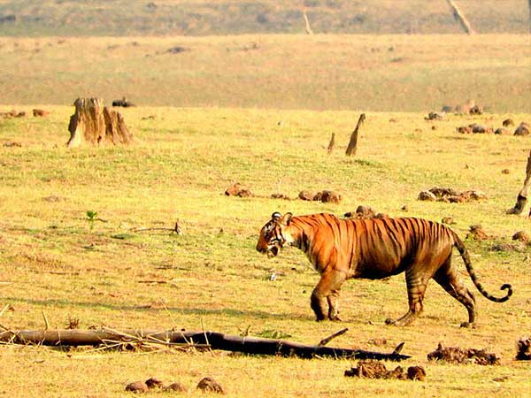 3- नागरहोल नेशनल पार्क