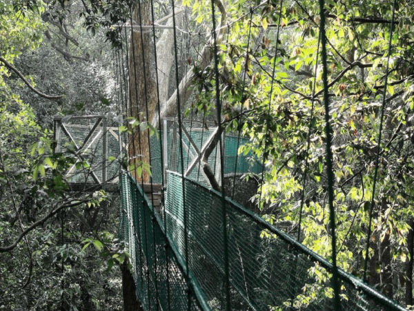 कई साल पुराने पेड़ों का घर