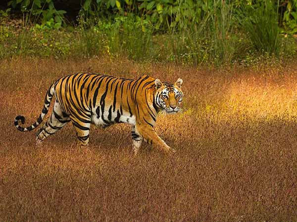 4- कान्हा टाइगर रिज़र्व