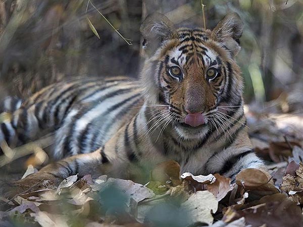 5- बांधवगढ़ नेशनल पार्क