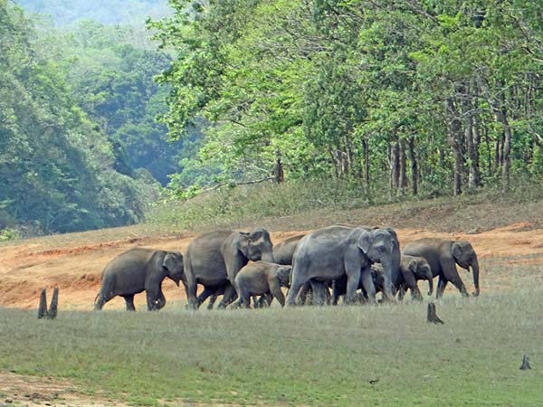 अन्य घूमने लायक स्थल - पेरियार नेशनल पार्क