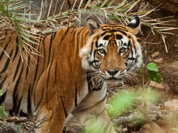 सरिस्का नेशनल पार्क