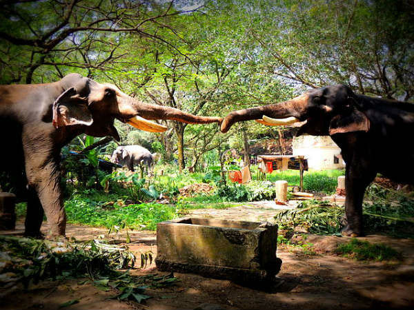 पुन्नतथोर कोट्टा - गुरुवायूर
