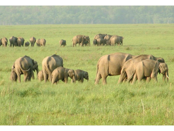 कॉर्बेट नेशनल पार्क