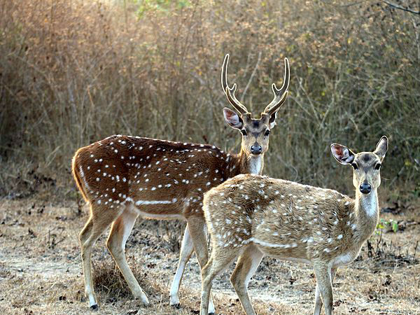 बांदीपुर नेशनल पार्क