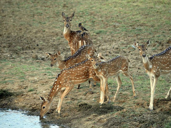 सतपुड़ा राष्टीय पार्क