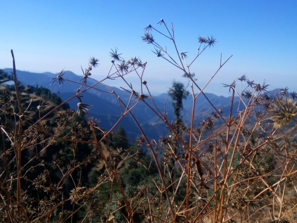 धनौल्टी