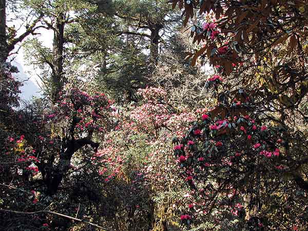 उत्तराखंड का राज्य वृक्ष