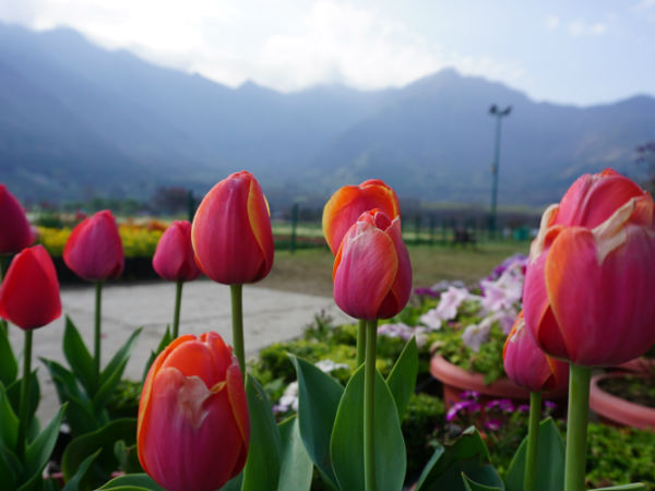 ट्यूलिप गार्डन
