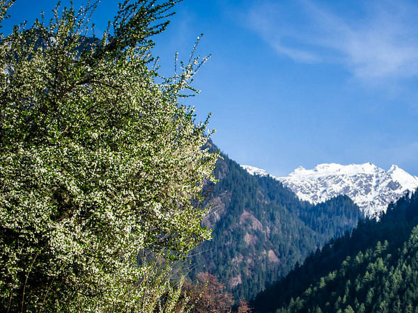 क्या करें चलाल