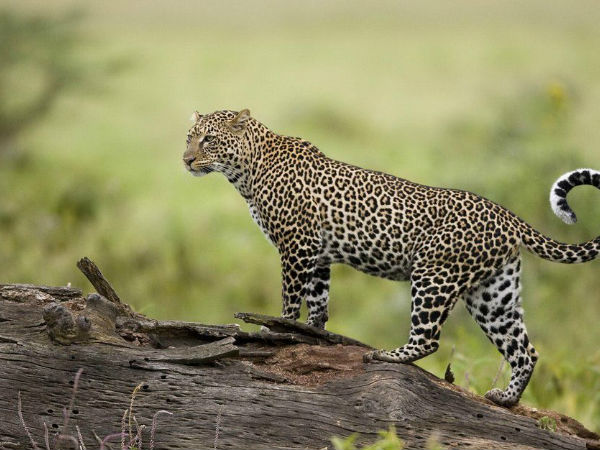 क्या करें चांदोली नेशनल पार्क