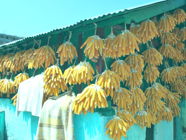 गांव का चक्कर लगाये