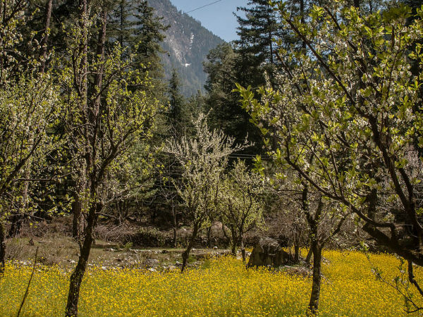 चलाल