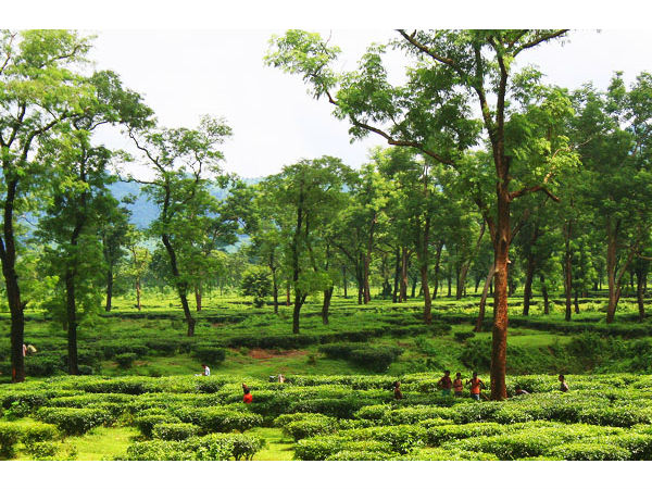 कैसे आयें डिब्रूगढ़