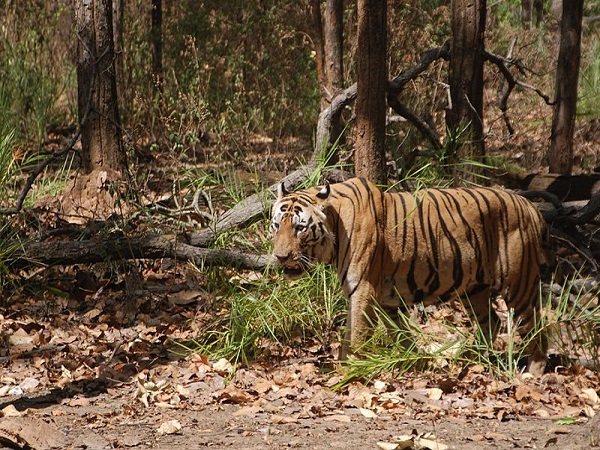 कान्हा राष्ट्रीय उद्यान