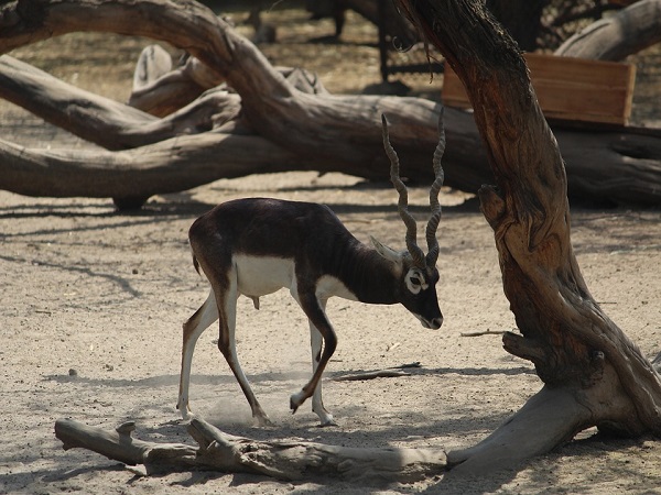 जयमंगलली ब्लैकबक रिजर्व