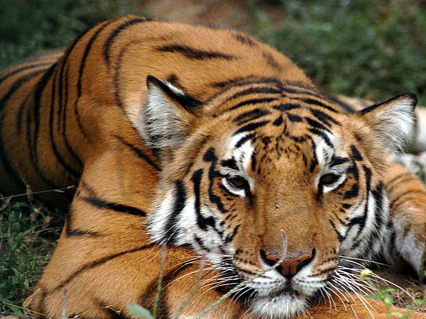 दुधवा नेशनल पार्क या टाइगर रिज़र्व