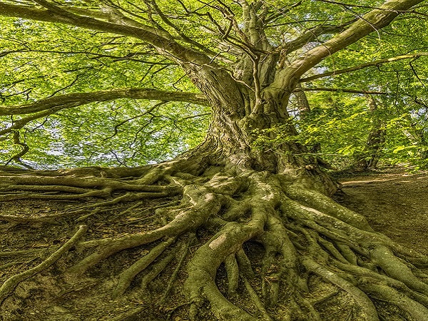 डोड्डा सैंपिज मारा