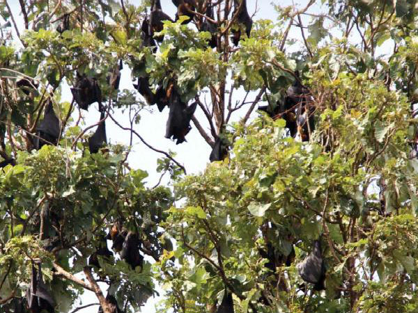 Nipah Virus Nipah Virus