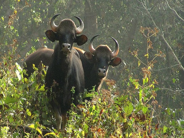परंबिकुलम वन्यजीव अभयारण्य