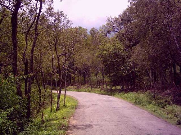 चंदन के घने जंगल हैं खास