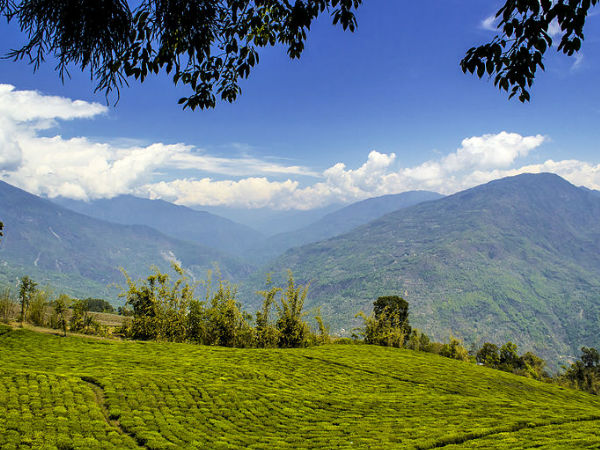 टेमी चाय