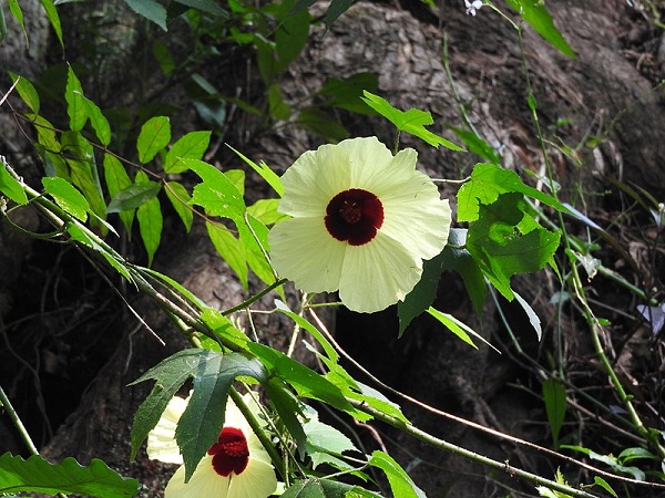 थेणमाला
