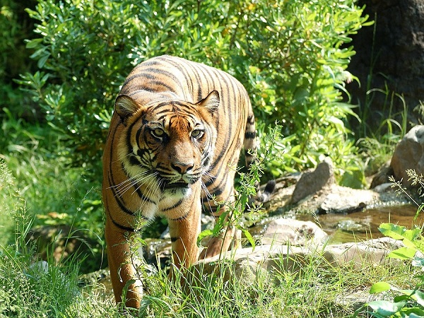 कलाकड़ मुंडंथुरई टाइगर रिजर्व