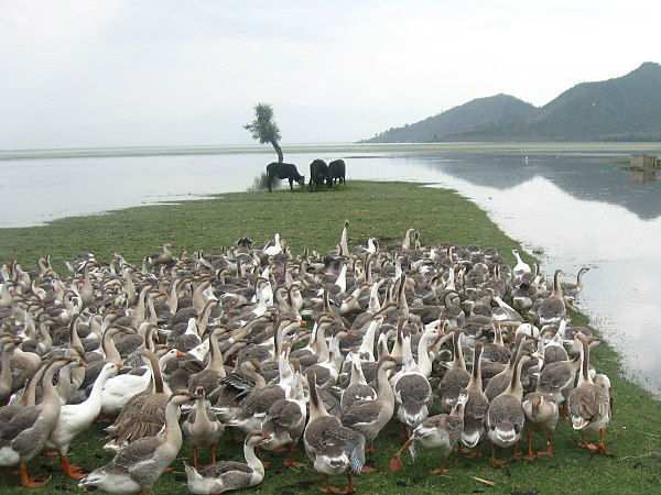 वुलर झील