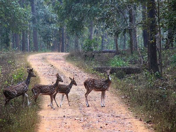 अचानकमार वन्यजीव अभयारण्य