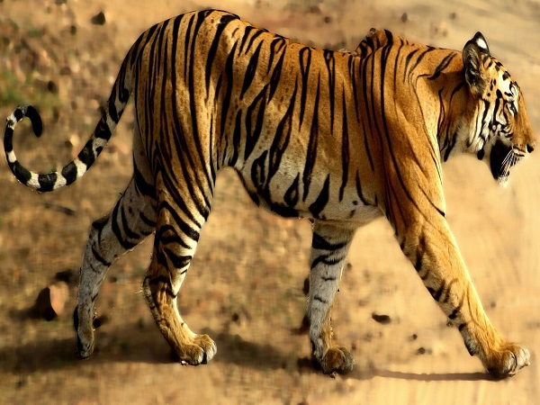 बांधवगढ़ राष्ट्रीय उद्यान
