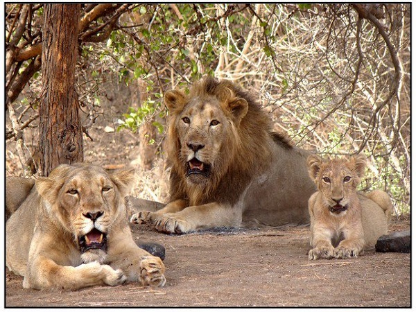 गिर वन