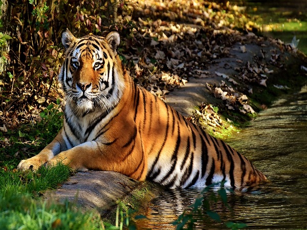 पलामू टाइगर रिजर्व