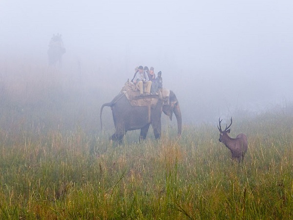 हाथी सफारी पर क्यों लिया गया बड़ा फैसला ?