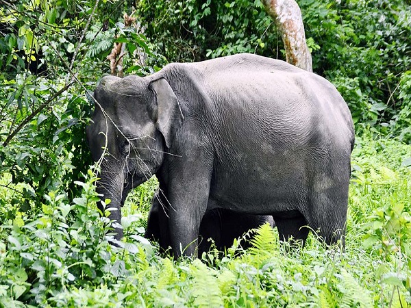 नामेरी राष्ट्रीय उद्यान