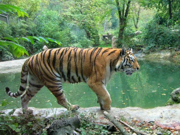 वन्य जीव