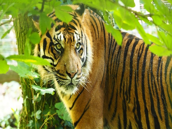 नमदाफा नेशनल पार्क