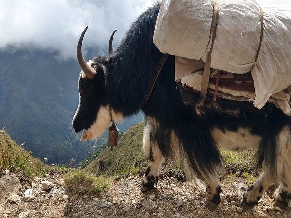 याक सफारी