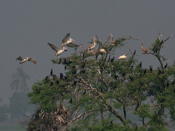 कोल्लेरू पक्षी अभयारण्य