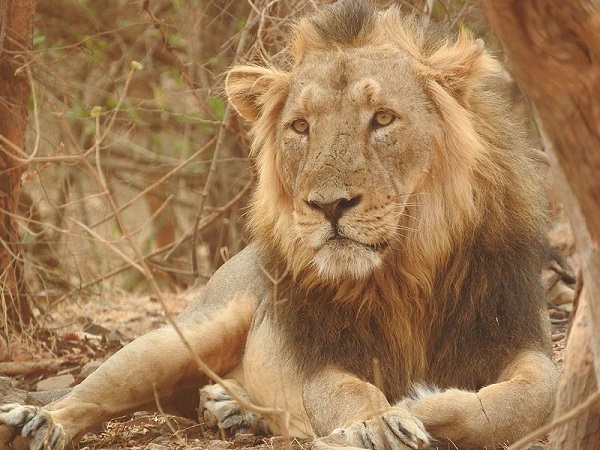 गीर वन्यजीव अभायरण्य